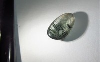 绿幽灵价格，最近绿幽灵的价格行情
