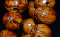 紫金鼠菩提子该怎样选购