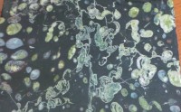 梅花玉知识大盘点
