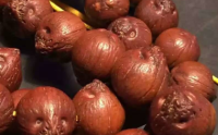 紫金鼠菩提子的分类有哪些