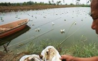 人工珍珠如何养殖 培育珠母、植入种核、长成珍珠